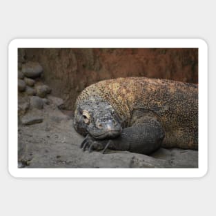 Komodo Dragon Sticker